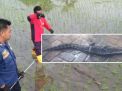 Bikin Heboh, Buaya Berkeliaran di Sawah Bojonegoro