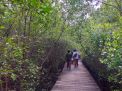 Hingga Pertengahan Tahun 2024, Pengunjung Kebun Raya Mangrove Surabaya Tembus 43 Ribu Orang
