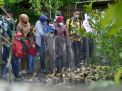 Surabaya Punya Wisata Hutan Lho... Ini Keunikannya