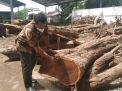 Kayu Sonokeling di Tulungagung Rawan Dicuri, Satu Pohon Rp 60 Juta