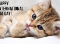 Link Twibbon Selamat Hari Kucing se-Dunia #BeCatCurious dan 5 Hal yang Bisa Kamu Lakukan pada Sahabat Meong