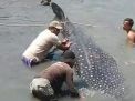 Seekor Hiu Tutul 7 Meter Terdampar Tiga Jam di Pantai Lamongan, sempat jadi Tontonan sebelum Diselamatkan