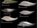 Pernah Dengar Ikan Belida? Dulu Sempat Punah di Pulau Jawa, Kini Keberadaannya Terungkap