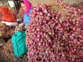 Stok Cukup, Pemerintah Pastikan Tidak Impor Bawang Merah