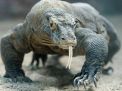 Ngeri, Pergelangan Balita ini Putus Digigit Komodo