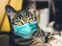 Ini Kucing Pertama Dunia yang Terdeteksi Positif Corona B117
