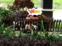 Video Mesum di Taman Tulungagung Terungkap, Ini Identitas Laki-lakinya