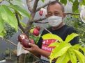 Harga Cabai Naik jelang Nataru, Wawali Armuji Ajak Warga Optimalkan Lahan di Pekarangan Rumah