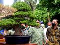 950 Pohon Bonsai Dipamerkan pada Kontes Nasional di Surabaya, Wali Kota Eri: Kebangkitan Awal UMKM