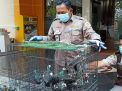 Digagalkan, Penyelundupan 633 Burung dan Kura-kura di Pelabuhan Perak