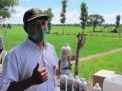 Petani asal Gresik Ini Klaim Bisa Usir Tikus dengan Fermentasi Urine Sapi