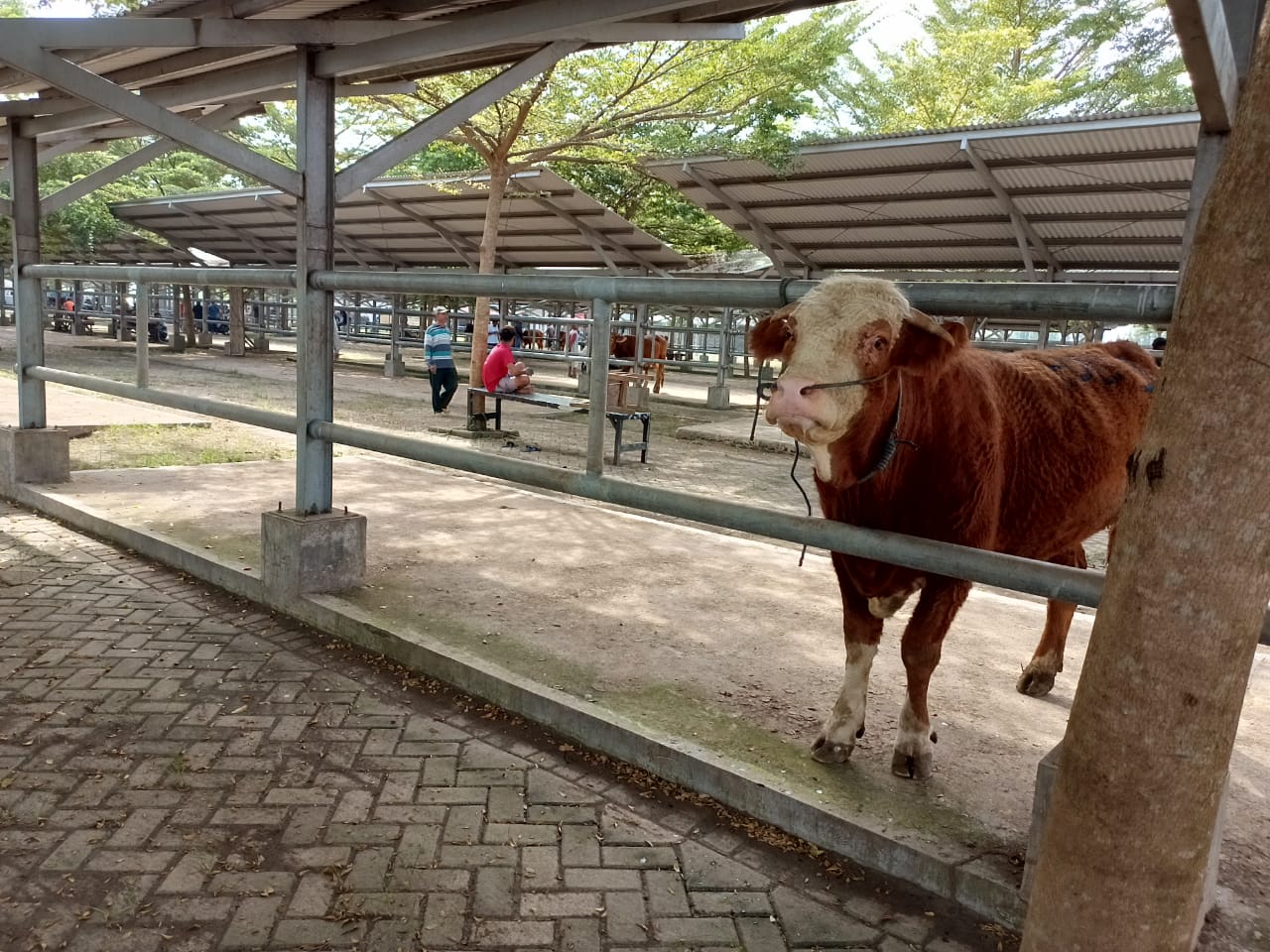 Sepi, Pasar Hewan Terpadu yang biasanya penuh dengan binatang ternak, hanya ada kurang dari 50 ekor sapi