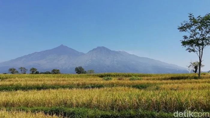 Libur Panjang di Tengah Pandemi, Pendaki Arjuno Dibatasi 500 Orang