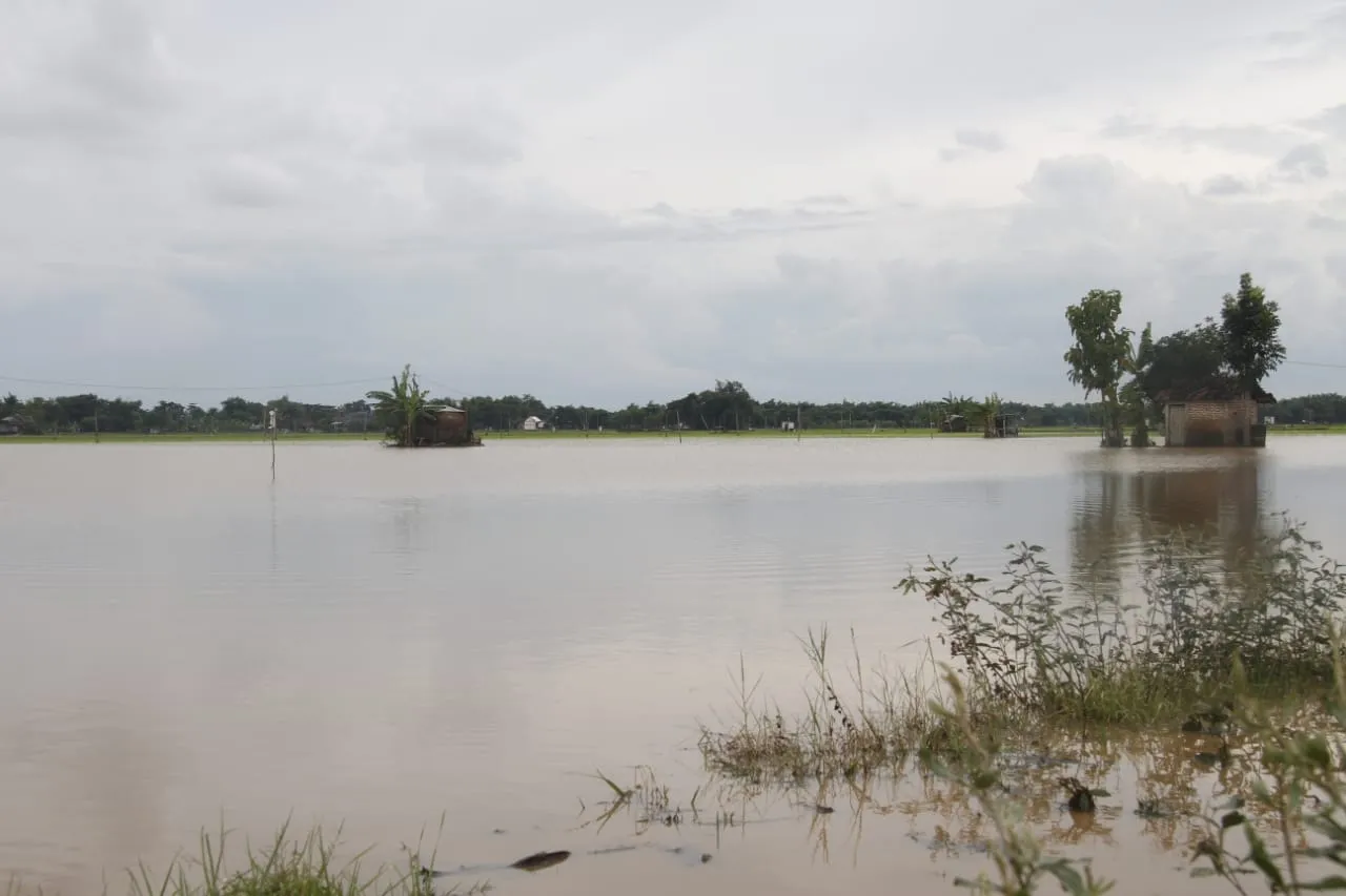 Musim Hujan, 5.432 Hektare Lahan Sawah Padi di Jatim Terdampak Banjir