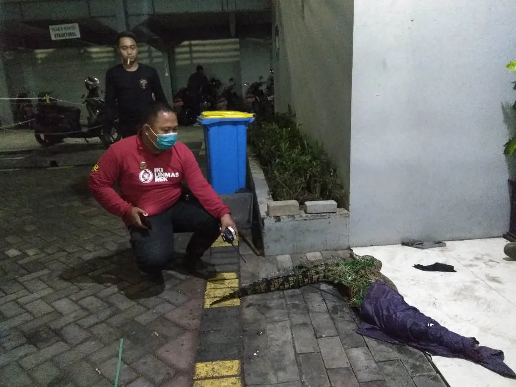 Terjaring di Tambak Rungkut Surabaya, Seekor Buaya Tertangkap Warga