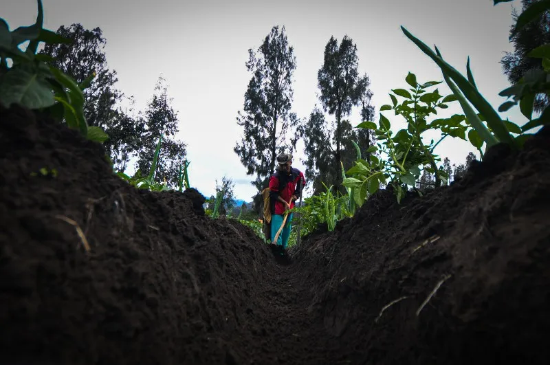 FOTO: Budidaya Daun Bawang di Lereng Bromo
