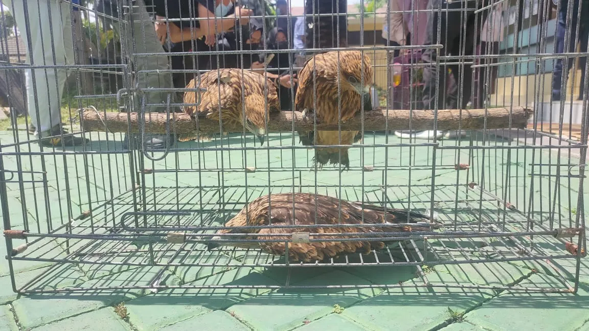 BKSDA Jatim: Pemasok Satwa Langka Ilegal di Jawa dari Indonesia Timur