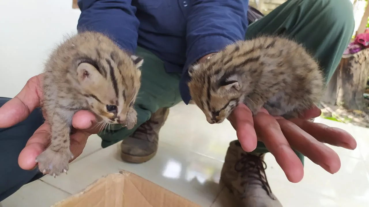 Bayi Kucing Hutan Gemparkan Warga Lamongan hingga BKSDA Turun Tangan