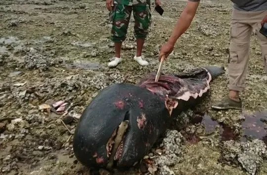 Seekor Ikan Paus Ditemukan Termutilasi di Pantai Bangkalan