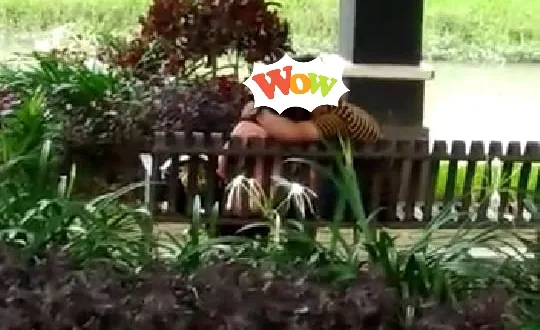 Viral! Sepasang Muda-mudi Nekat Mesum di Taman Pinka Tulungagung