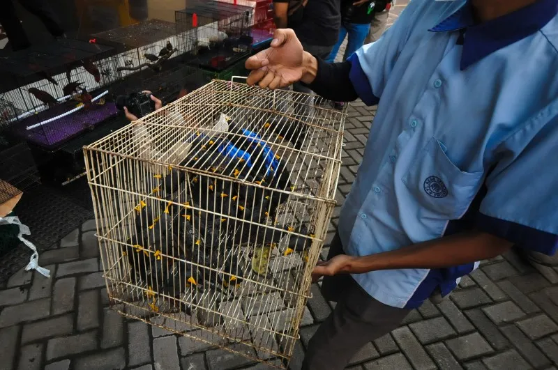 FOTO: Penggagalan Satwa Tanpa Dokumen