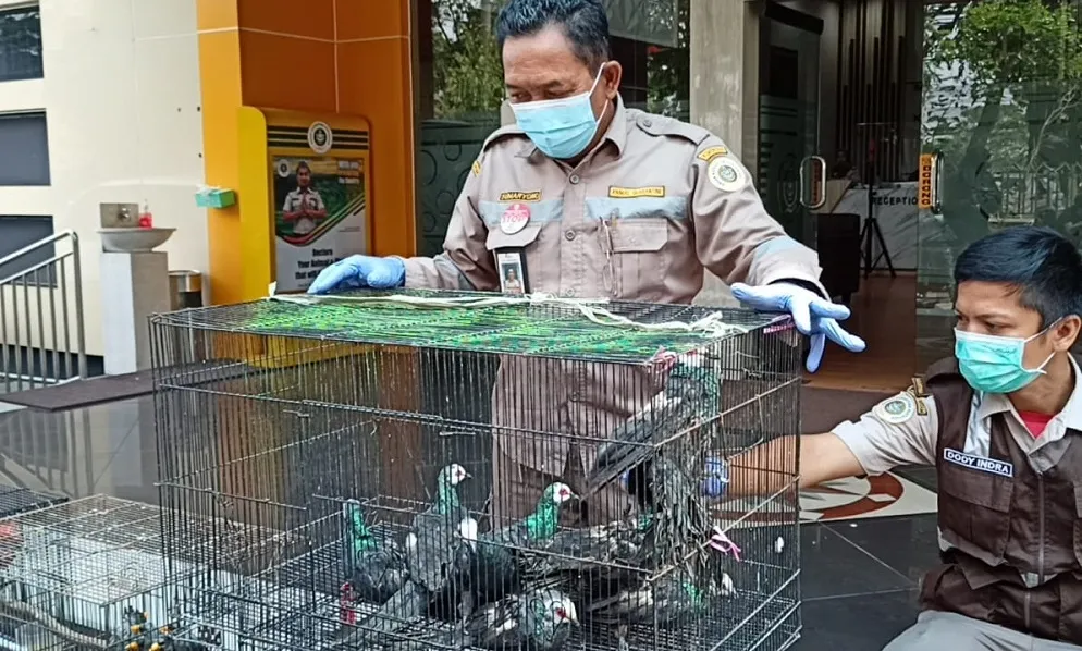 Digagalkan, Penyelundupan 633 Burung dan Kura-kura di Pelabuhan Perak