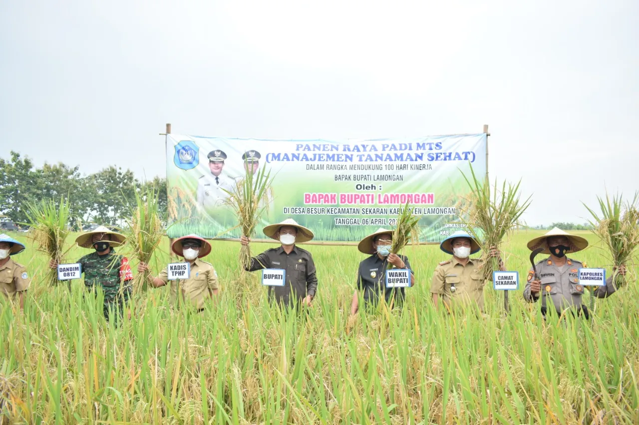 Lamongan Penyumbang Padi Terbesar di Jatim, Ini Rahasianya