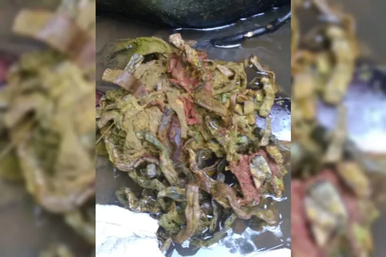 Sapi di Tulungagung Mati tak Wajar secara Massal, Isu Santet Merebak