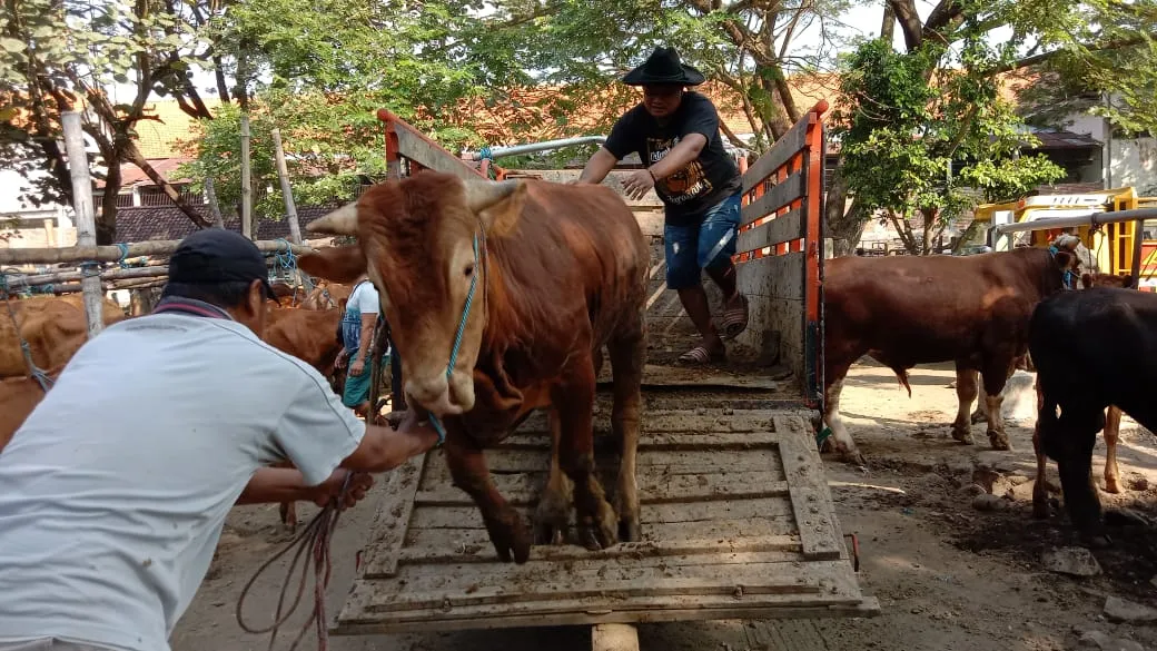 Isu Anthrax tak Pengaruhi Penjualan Sapi di Pasar Hewan Tulungagung