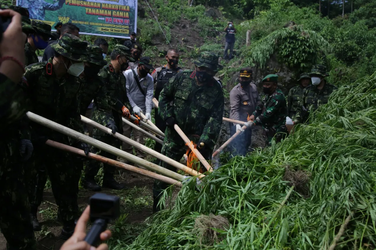 BNN Musnahkan 2 Hektare Ladang Ganja di Aceh Besar