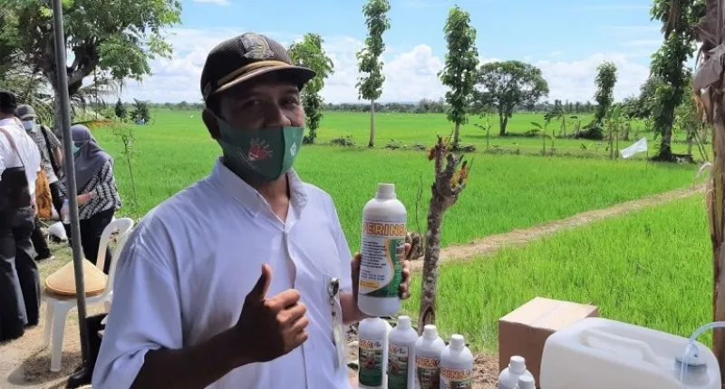 Petani asal Gresik Ini Klaim Bisa Usir Tikus dengan Fermentasi Urine Sapi