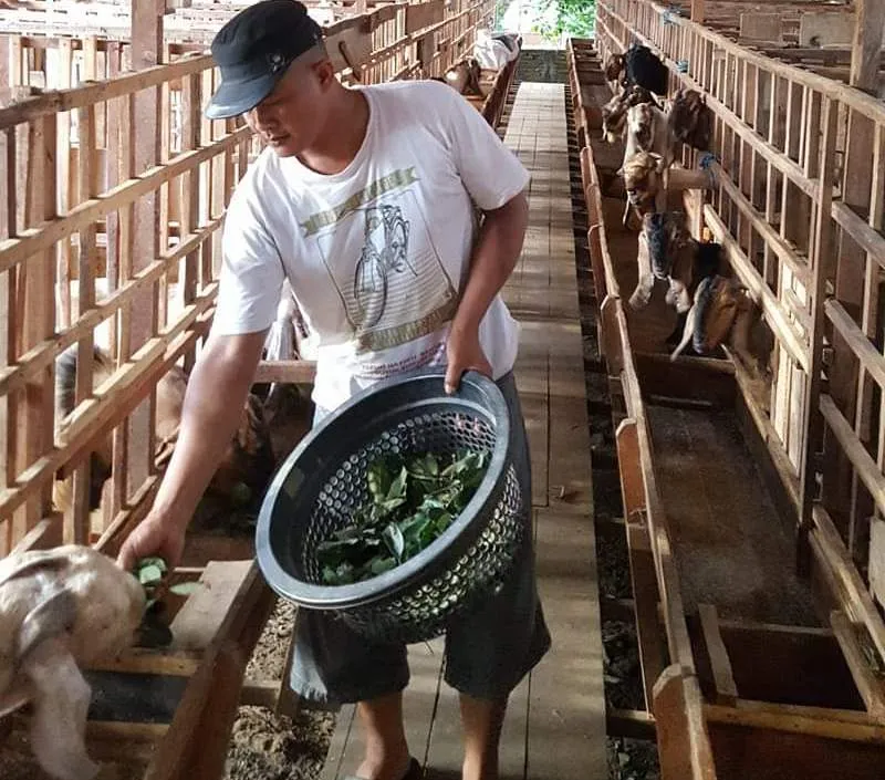 H-10 Idul Adha, Penjualan Hewan Kurban di Tulungagung Merosot Tajam
