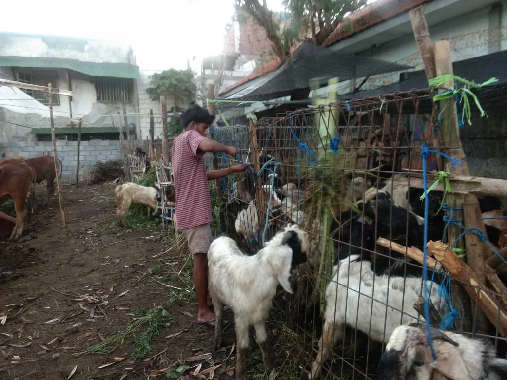 Idul Adha di Tengah PPKM Darurat, Omset Pedagang Hewan Kurban di Surabaya Anjlok Signifikan