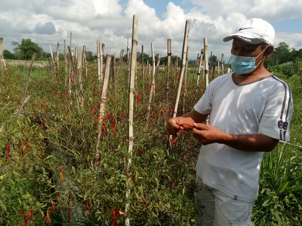 Pandemi Covid-19 bikin Harga Cabai tak 'Pedas' Lagi, Bagaimana Nasib Petani?