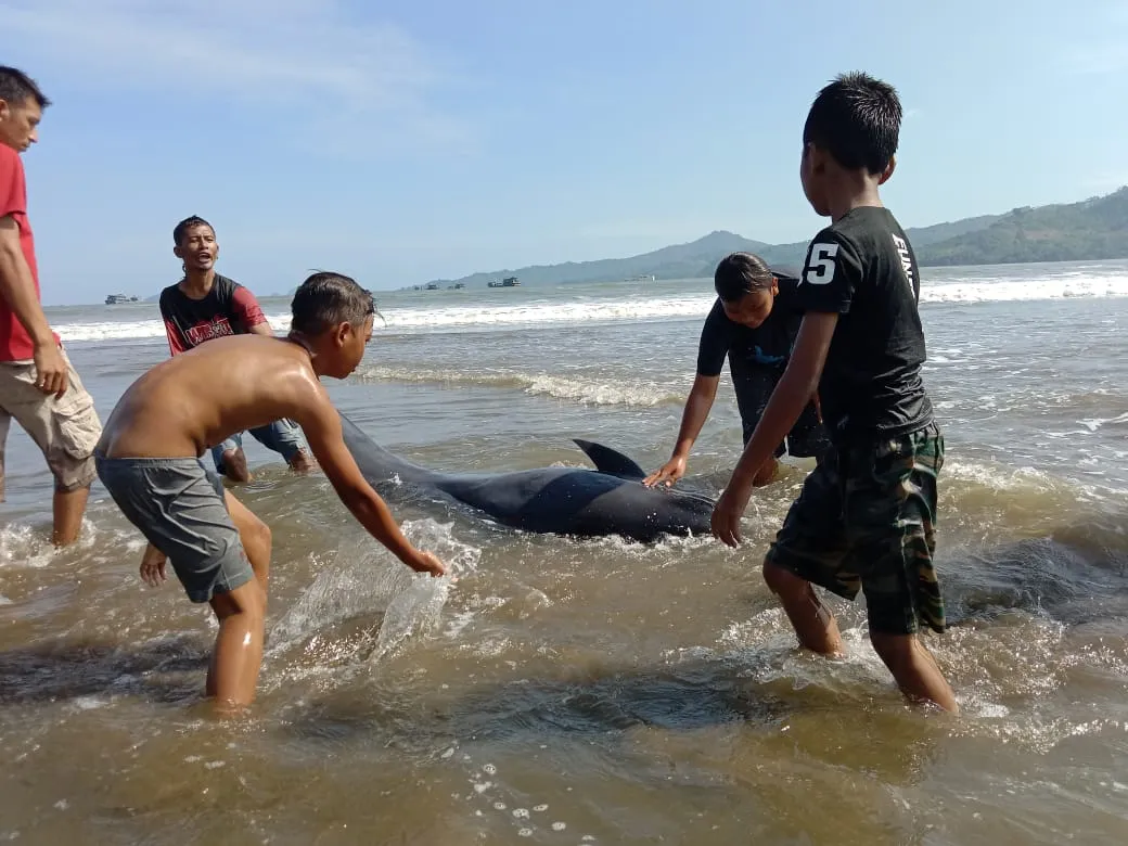 Hasil Nekropsi Lumba-lumba di Pantai Sidem, Ditemukan Keanehan pada Perut dan Rahimnya