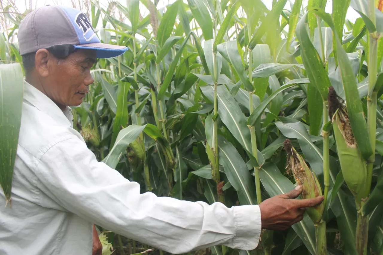 Tikus Menyerang Lahan Jagung, Petani Tulungagung Gunakan Pewangi Pakaian