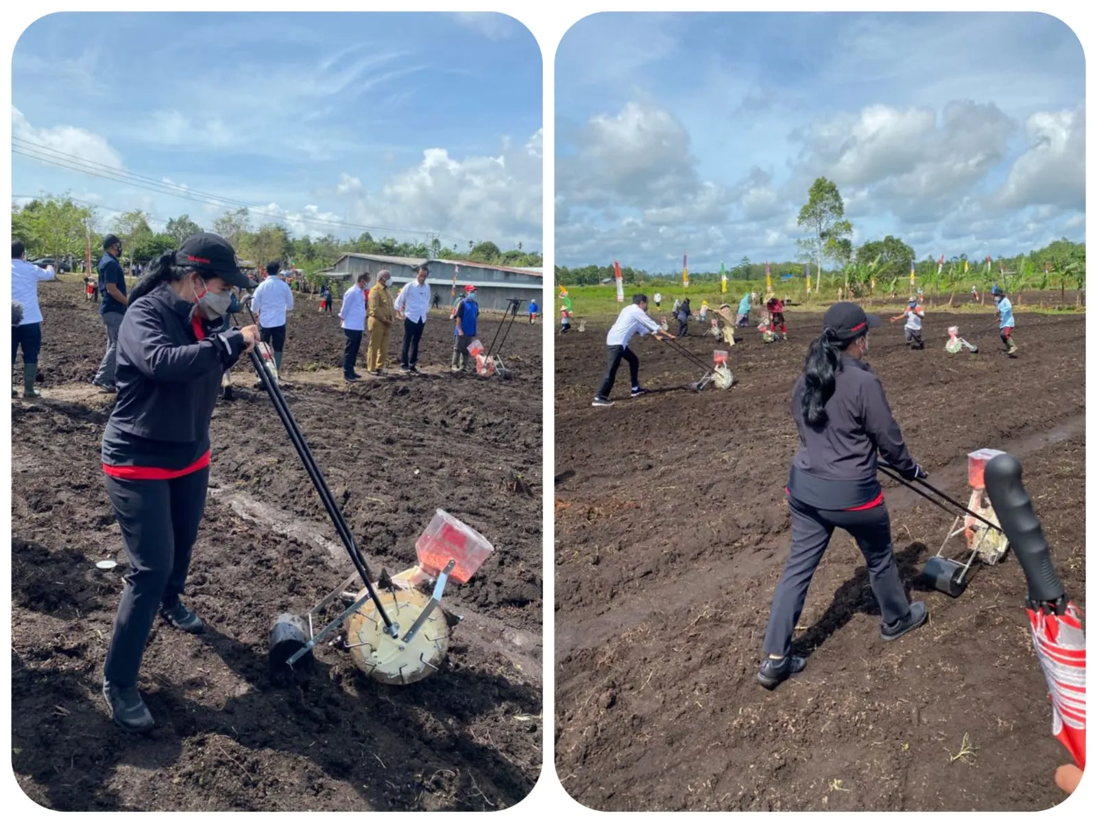 Puan Maharani Tanam dan Jajan Jagung Bareng Jokowi di Sorong Papua