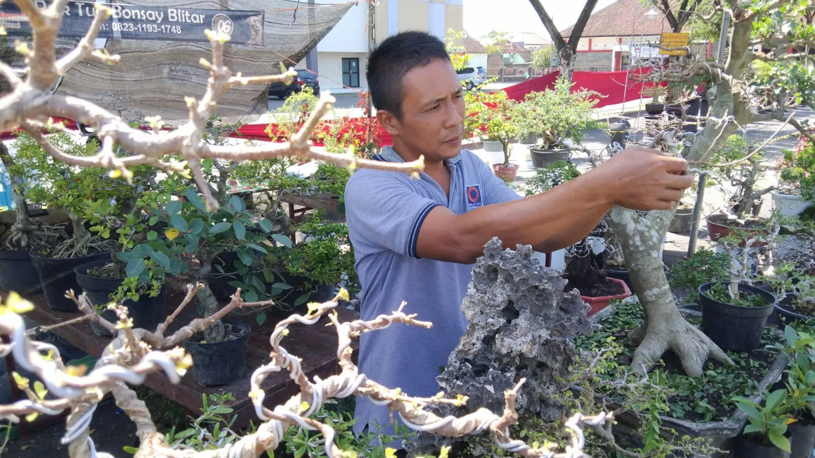 Cuan Bisnis Bonsai, Stabil dan Menjanjikan