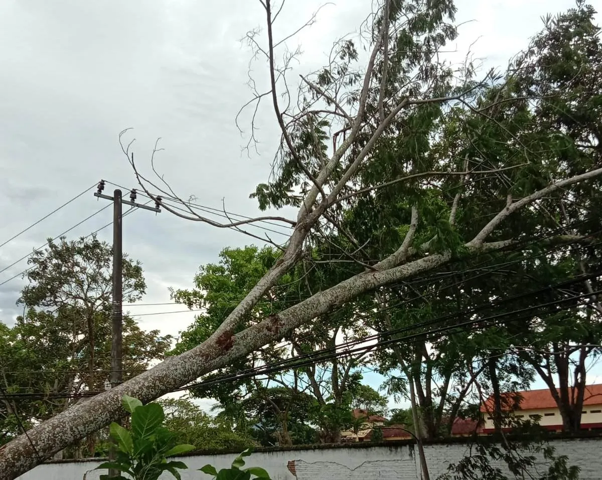 Pohon Tumbang Padamkan Listrik di 4 Kecamatan Tulungagung