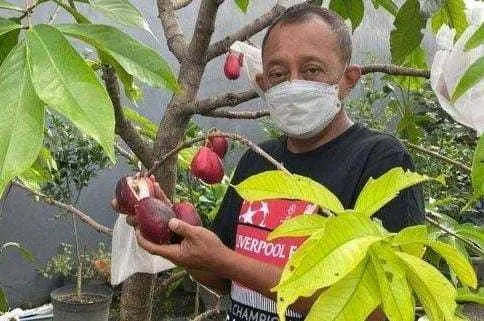 Harga Cabai Naik jelang Nataru, Wawali Armuji Ajak Warga Optimalkan Lahan di Pekarangan Rumah