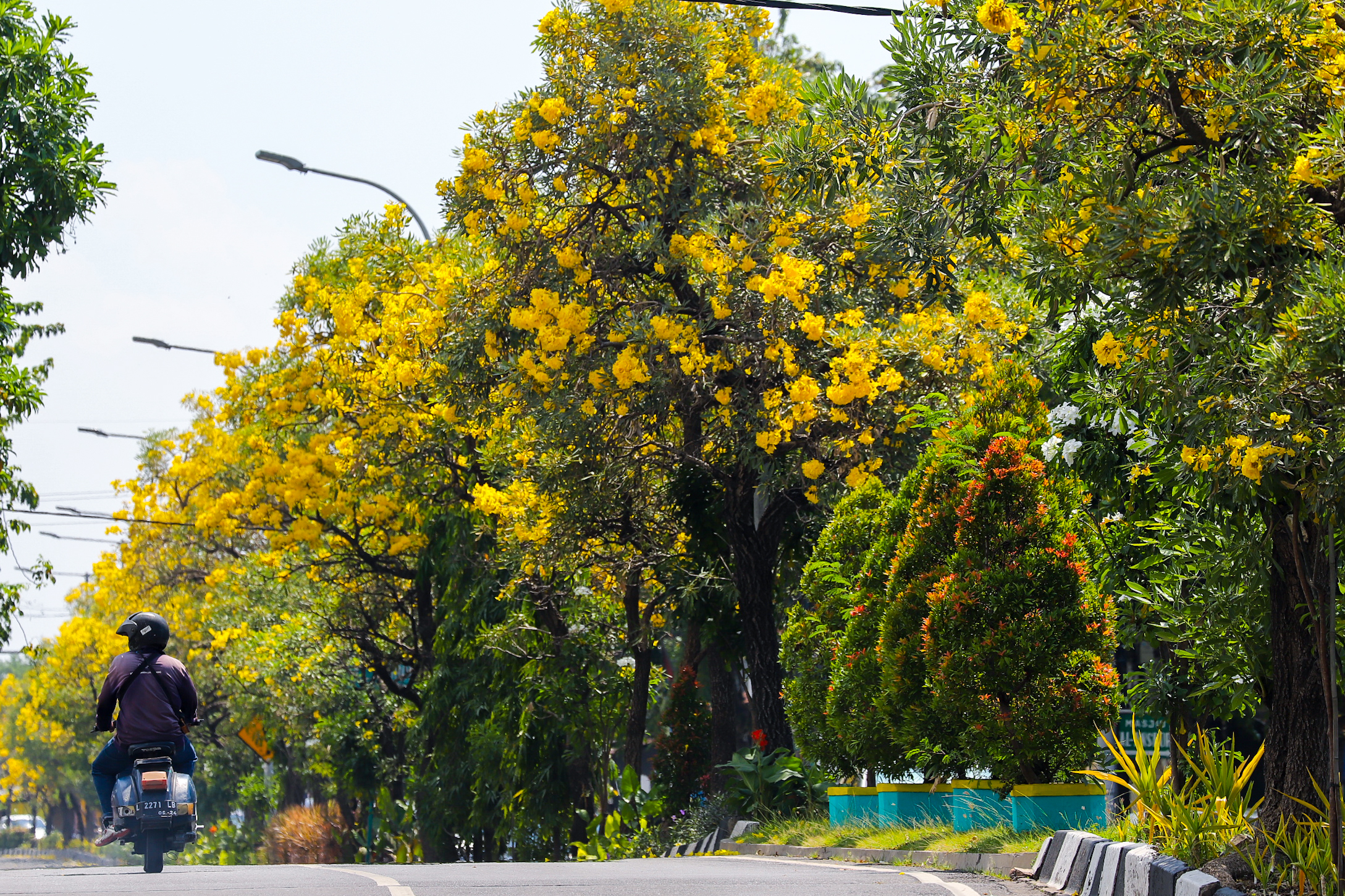 Bunga Tabebuya yang mulai bermekaran di Kota Surabaya