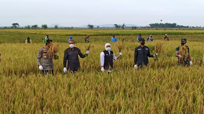 Baca juga : Gubernur Jatim dan Forkopimda Hadiri Panen Raya Tuban