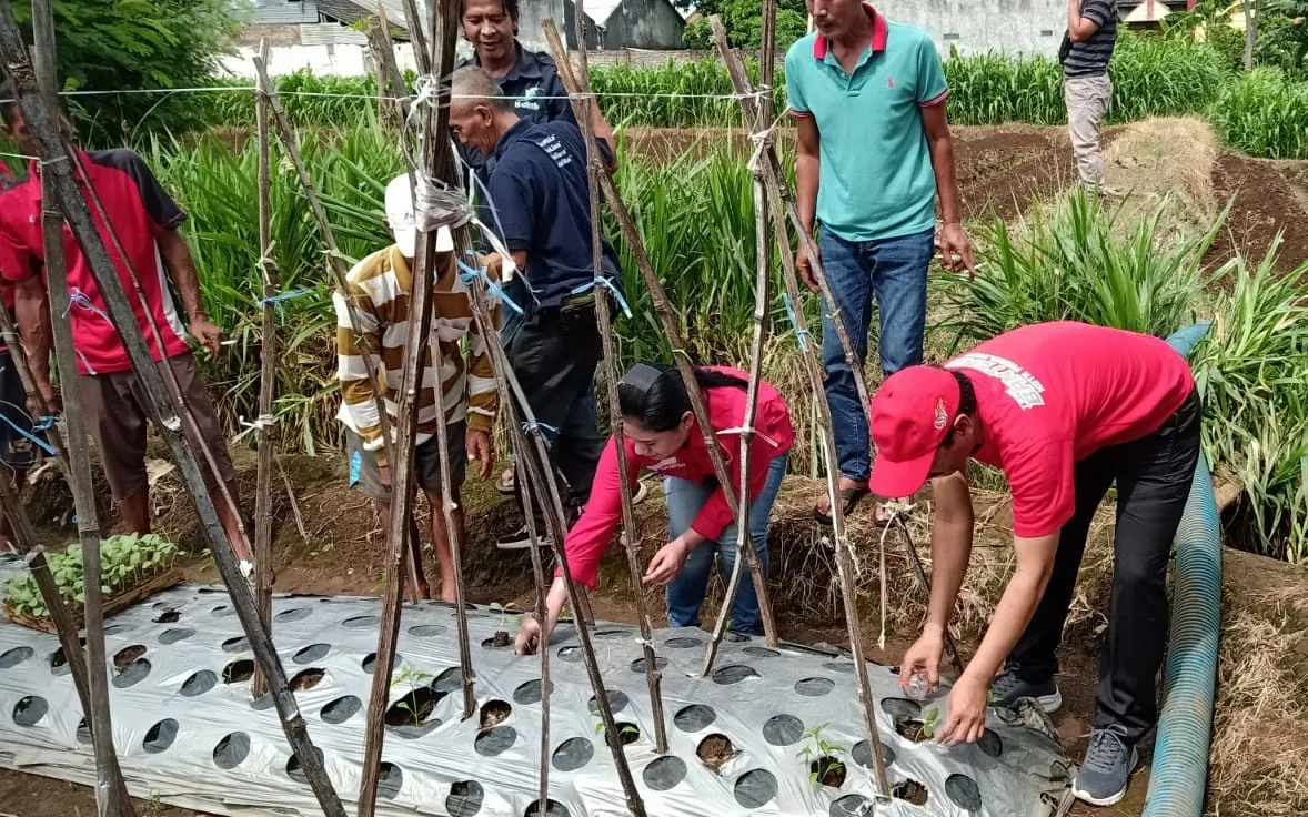 Tanam Melon dan Serap Keluhan, Warnai Aksi PDI Perjuangan Kota Probolinggo Dengan Para Petani