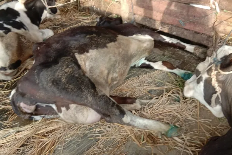 Puluhan Sapi Mati Mendadak Di Junrejo Batu