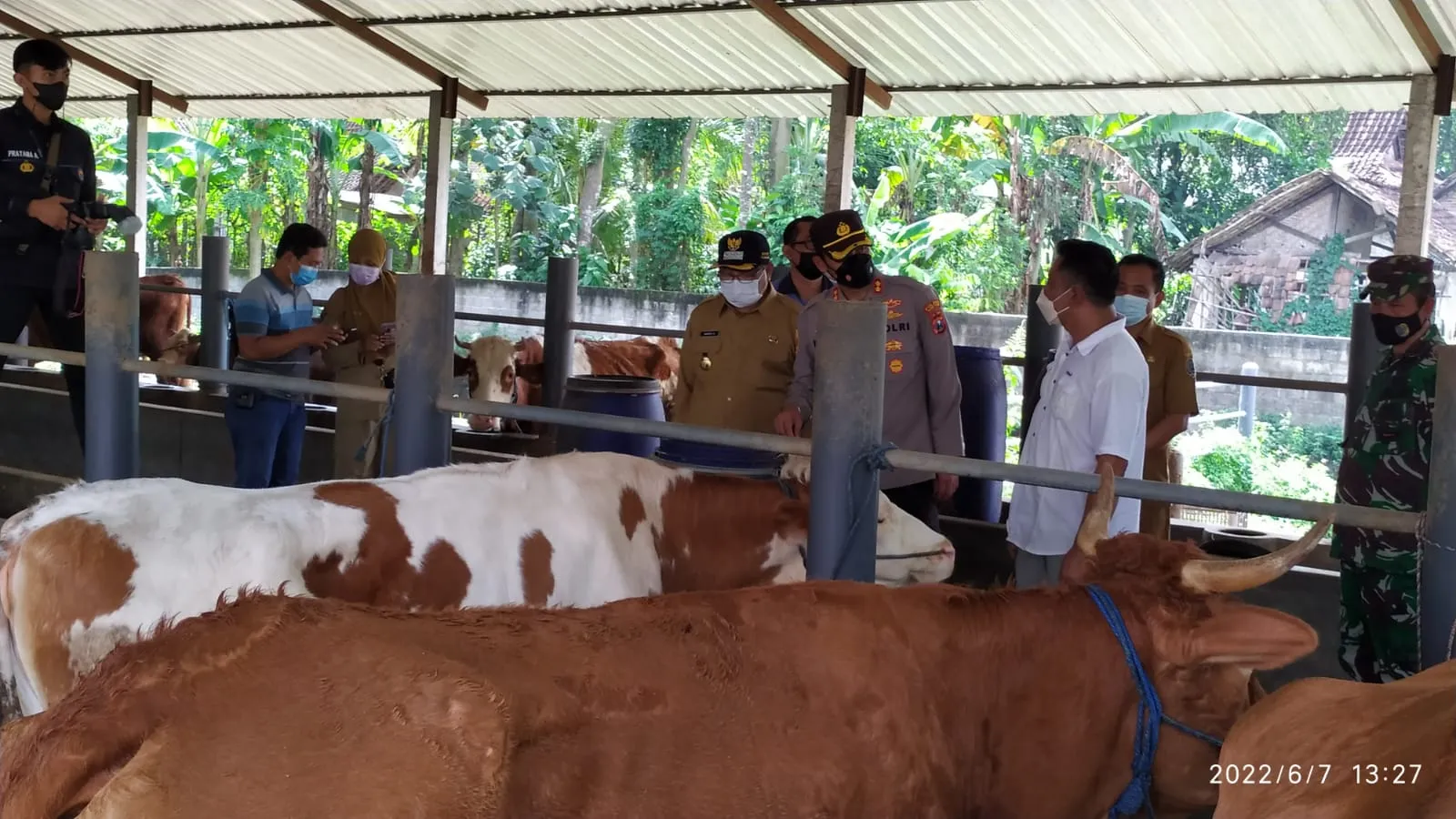 48 Sapi Di Tulungagung Suspek PMK, Produk Susu Aman