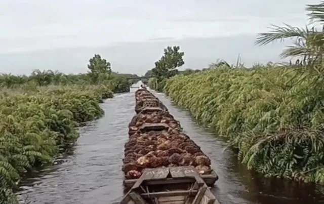 Wah Murah Banget! Video Alasan Petani Sawit Indonesia Jual Hasil Panen Ke Malaysia