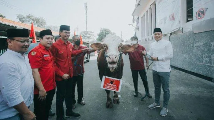 PDI Perjuangan Surabaya Potong 11 Sapi Kurban Idul Adha 2022, Dibungkus Besek Dan Daun Jati Dari Nganjuk