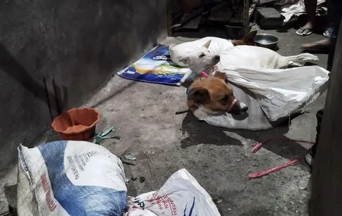 DPRD Jatim Dukung Wagub Larang Peredaran Dan Konsumsi Daging Anjing, Anwar Sadad : Dorong Payung Hukum Sehingga Pelaku Bisa Dihukum