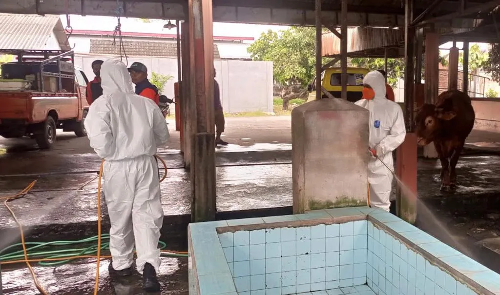 Pasca Idul Fitri, Penyakit Mulut Dan Kuku Hewan Ternak Di Jatim Terkendali