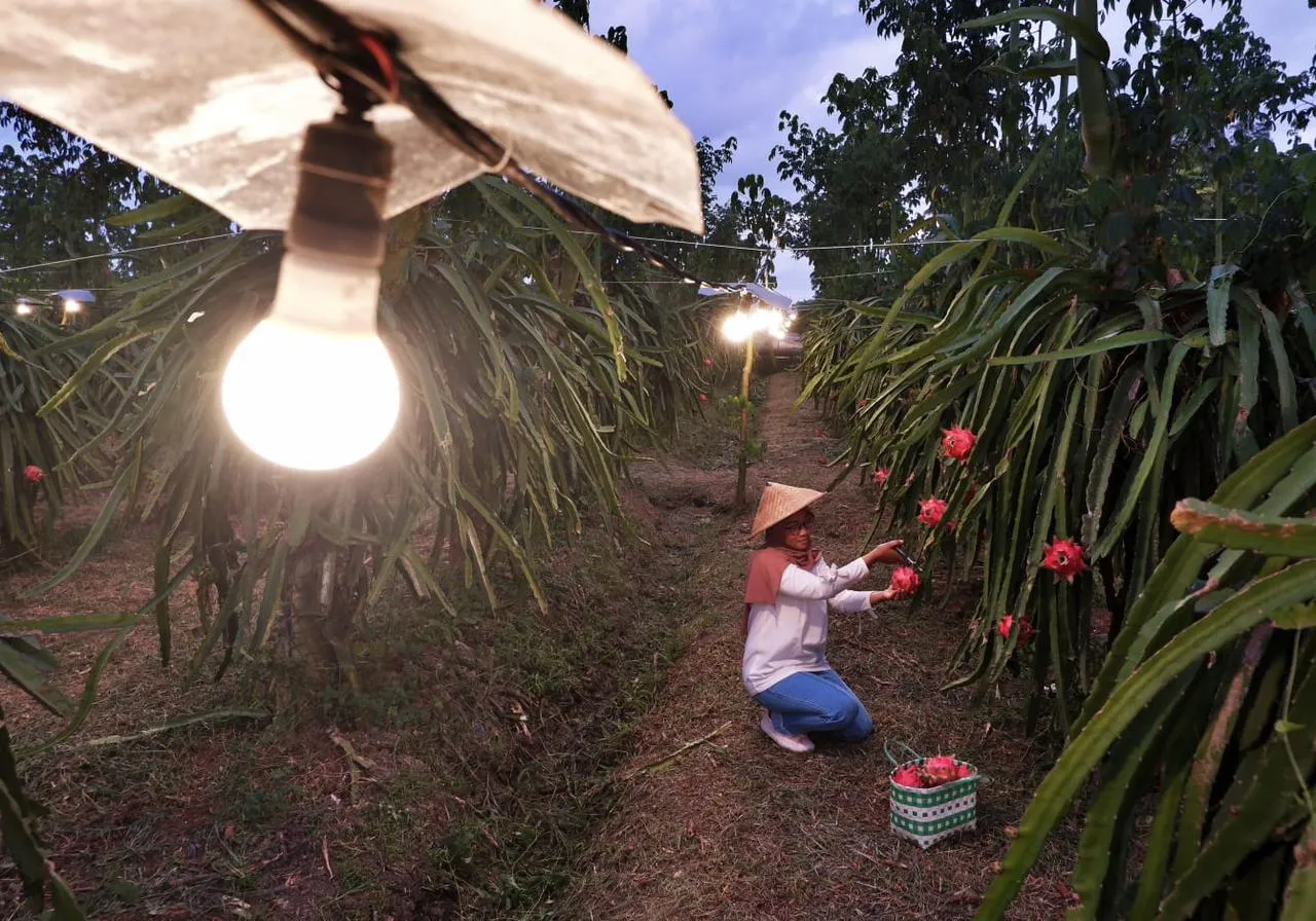 Bikin Bangga! Electrifying Agriculture PLN Wakili Indonesia di Tingkat Dunia
